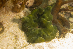 Codium subantarcticum