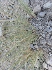 Festuca rupicola