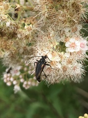 Brachyleptura brevis