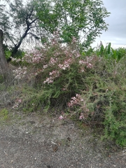 Mimosa monancistra