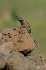 Sceloporus horridus