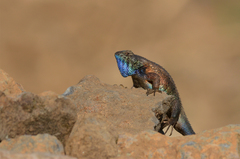 Sceloporus horridus