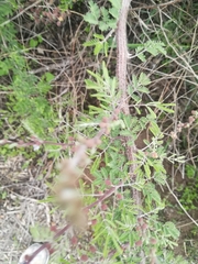 Mimosa monancistra