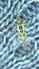 Graphopsocus cruciatus