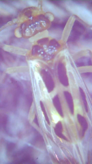 Graphopsocus cruciatus