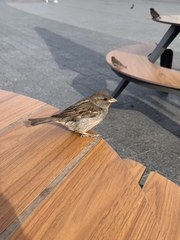 Passer domesticus