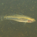 Tropical Carp Gudgeon - Photo (c) H.T.Cheng, some rights reserved (CC BY-NC), uploaded by H.T.Cheng