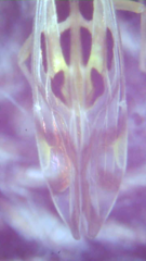 Graphopsocus cruciatus
