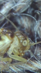 Graphopsocus cruciatus