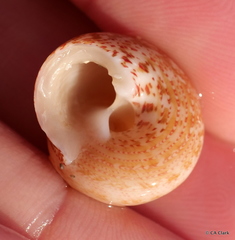 Agathistoma fasciatum