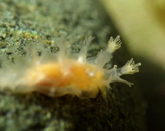 Tritonicula myrakeenae