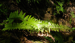 Polystichum imbricans curtum