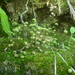 Mannia triandra - Photo (c) Angus Mossman, μερικά δικαιώματα διατηρούνται (CC BY-NC), uploaded by Angus Mossman