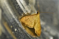 Epicorsia oedipodalis