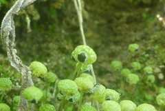 Mannia triandra