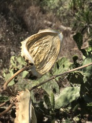 Gonolobus uniflorus