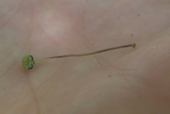 Mannia triandra