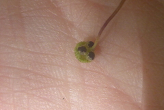 Mannia triandra