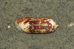 Acteocina culcitella