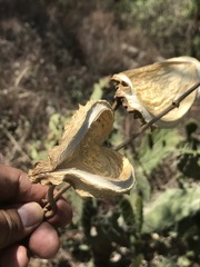 Gonolobus uniflorus