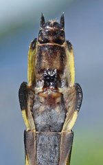 Gomphurus lineatifrons