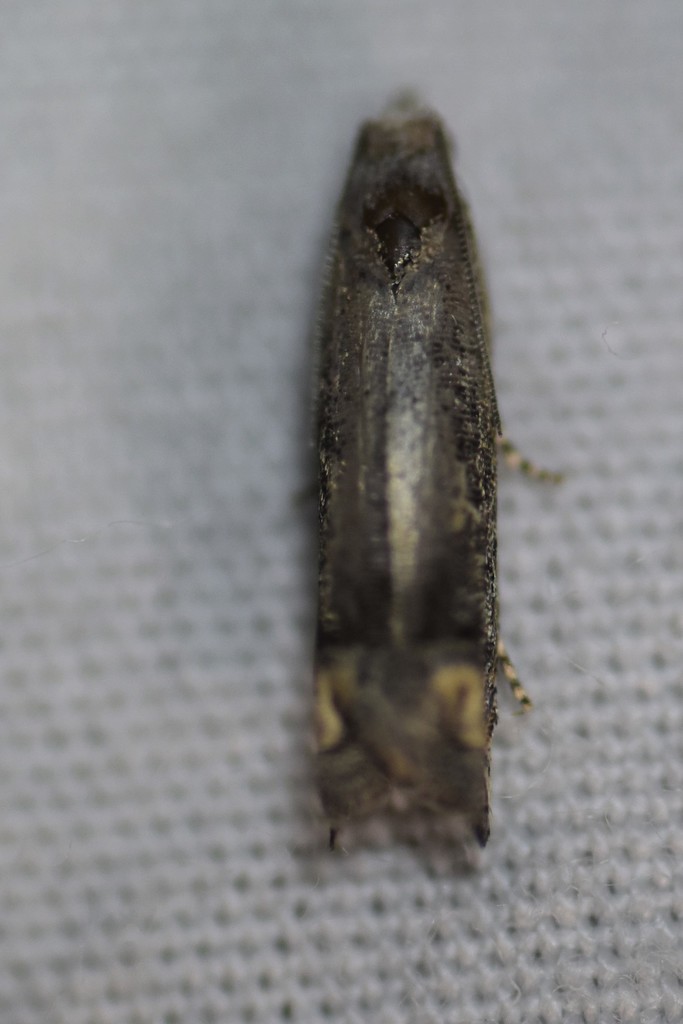 Epiblema minutana from lake wales ridge wea on July 14, 2020 by Tom
