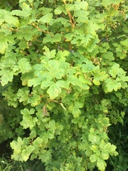 Ribes divaricatum