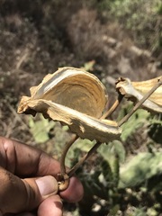 Gonolobus uniflorus