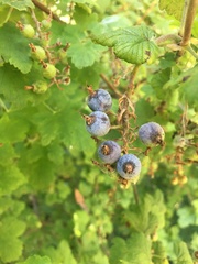 Ribes divaricatum