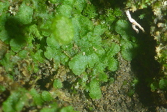 Mannia