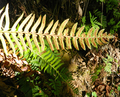 Polystichum imbricans curtum