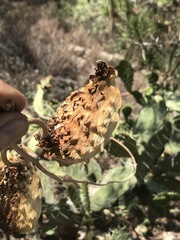 Gonolobus uniflorus