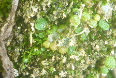 Mannia