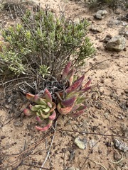 Dudleya ingens