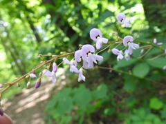 Hylodesmum