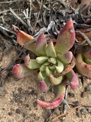 Dudleya ingens
