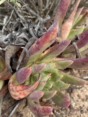 Dudleya ingens