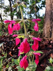 Salvia angustiarum