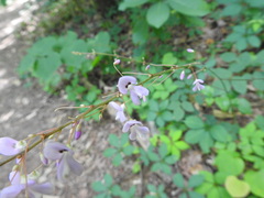 Hylodesmum
