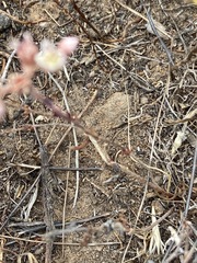 Dudleya hendrixii