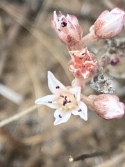 Dudleya hendrixii