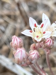 Dudleya hendrixii