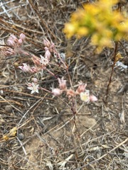 Dudleya hendrixii