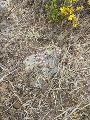 Dudleya hendrixii