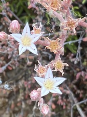 Dudleya hendrixii