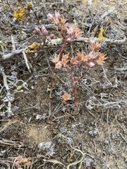 Dudleya hendrixii