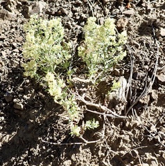 Galium serpenticum