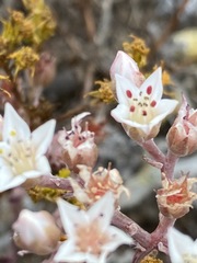 Dudleya hendrixii