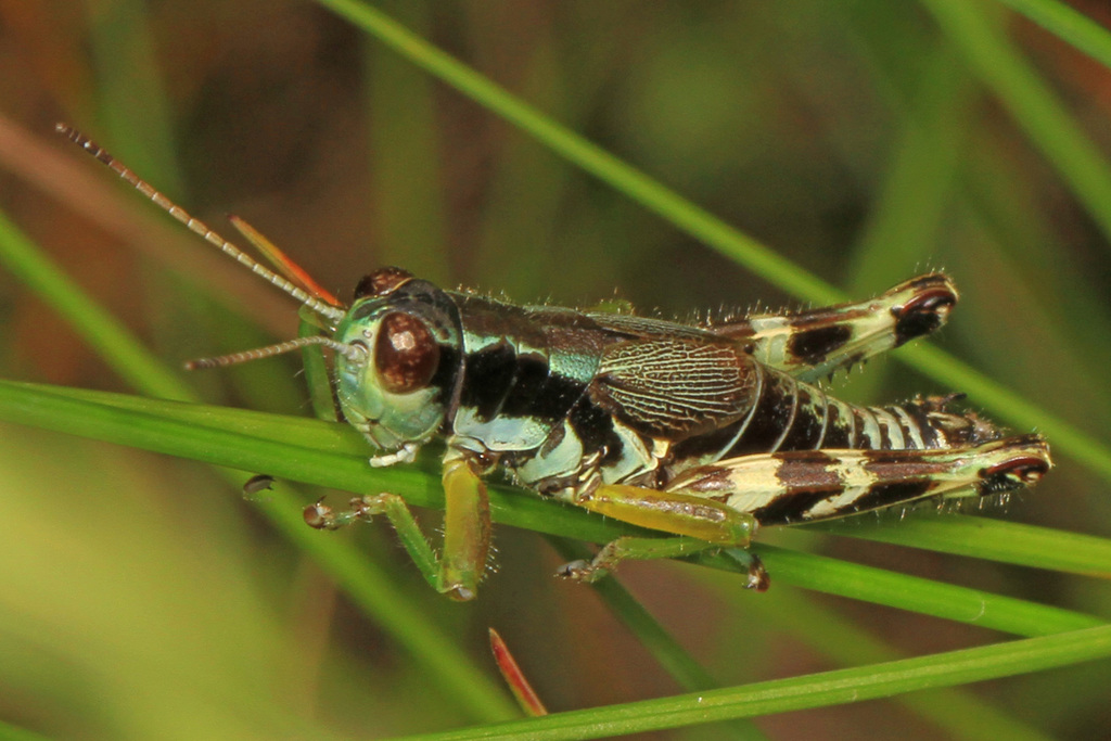 Green-legged Spur-throat Grasshopper