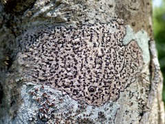 Arthonia radiata